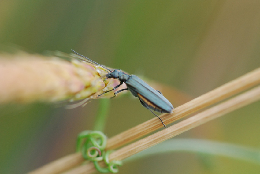 Coleottero da identificare